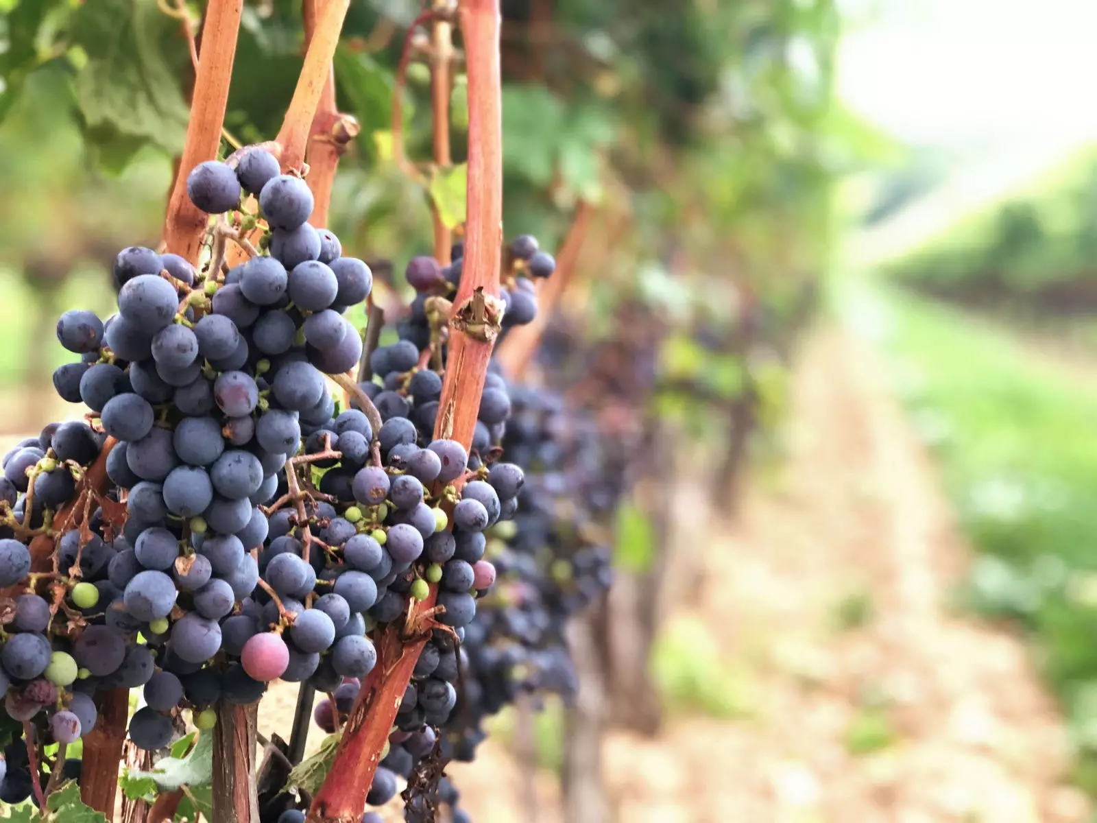 The Grapes of Niagaraonthe Lake.