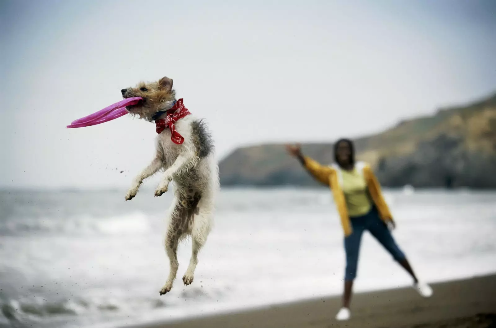 Bonne journée mondiale du chien !