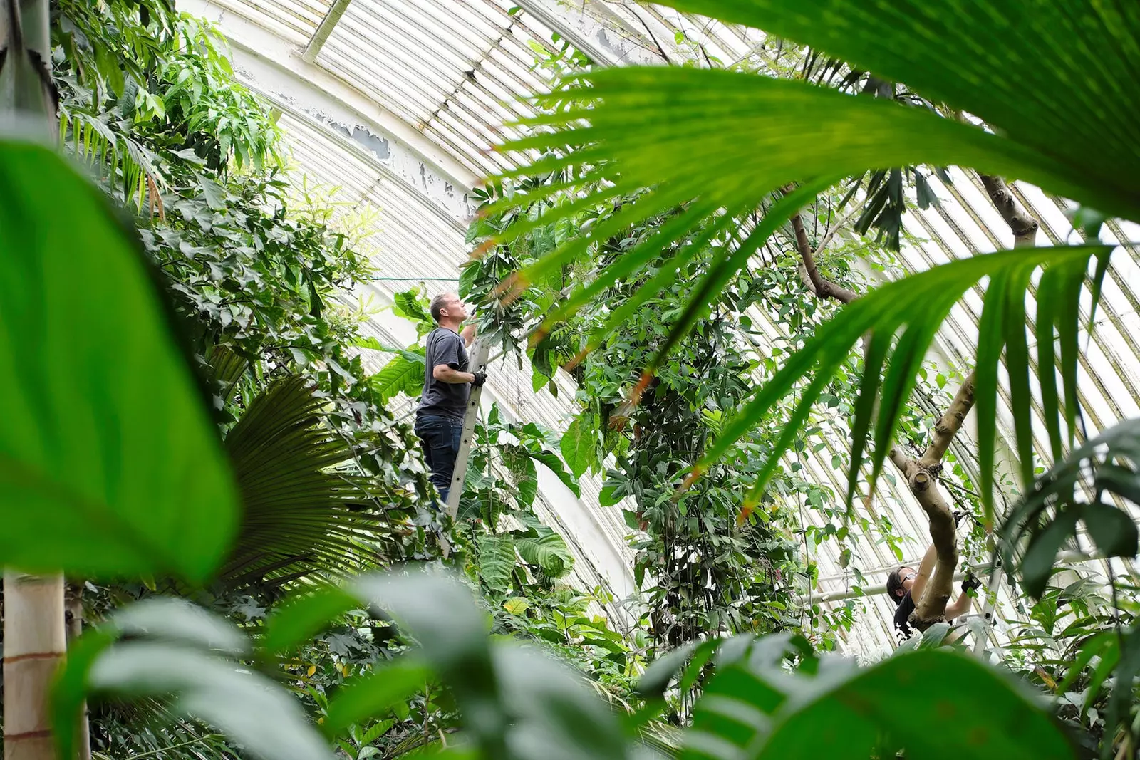 80 jardiners s'ocupen del manteniment de Kew Gardens