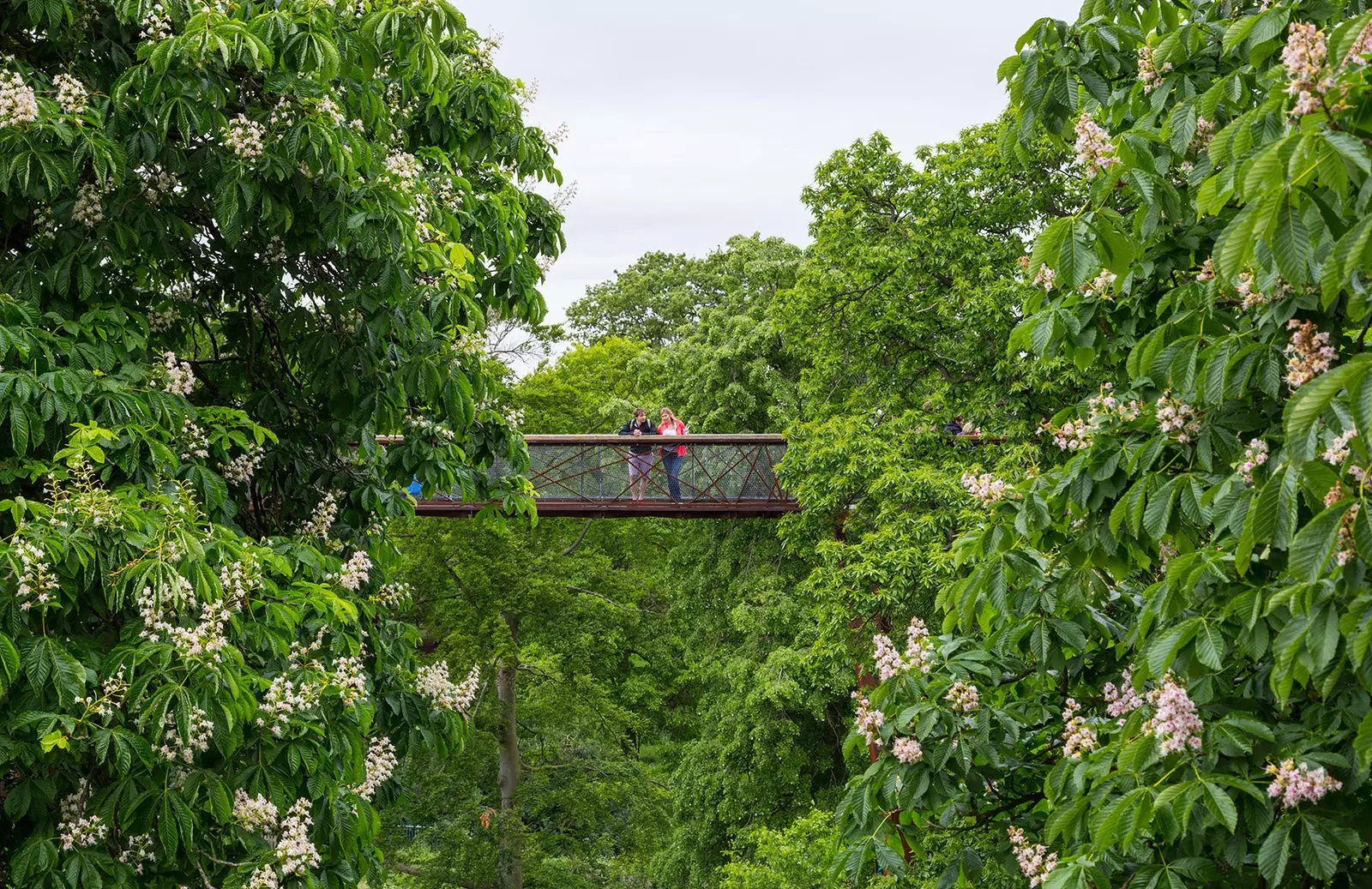 Footbridge between treetops of 18 meters