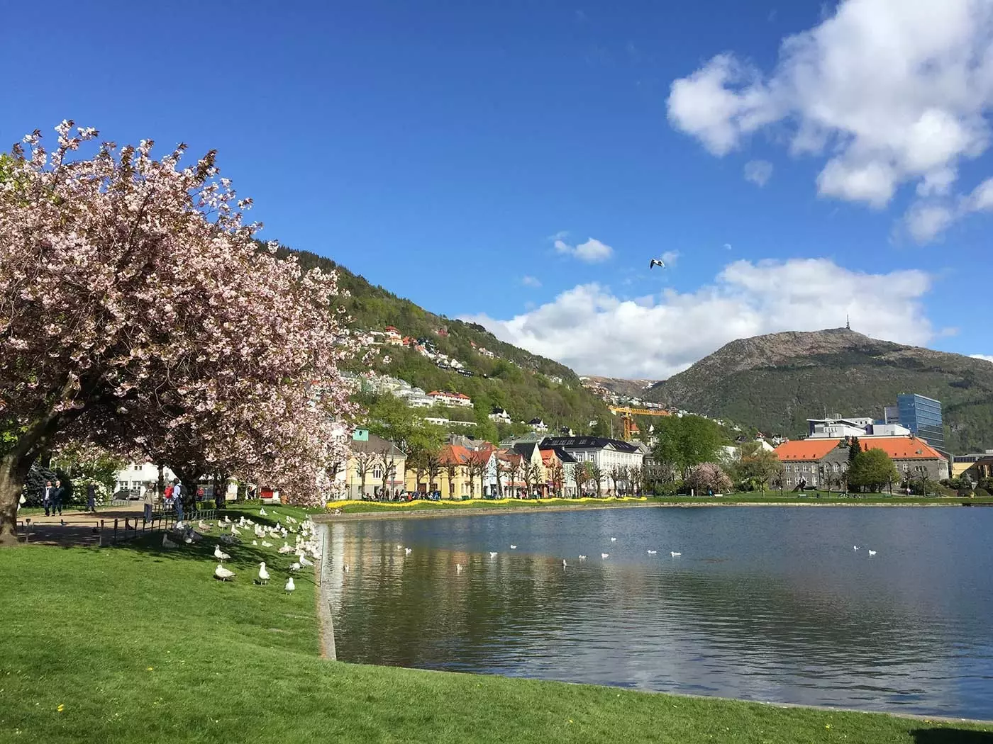 Terjebak dalam keindahan tasik oktagon Lille Lungegårdsvan