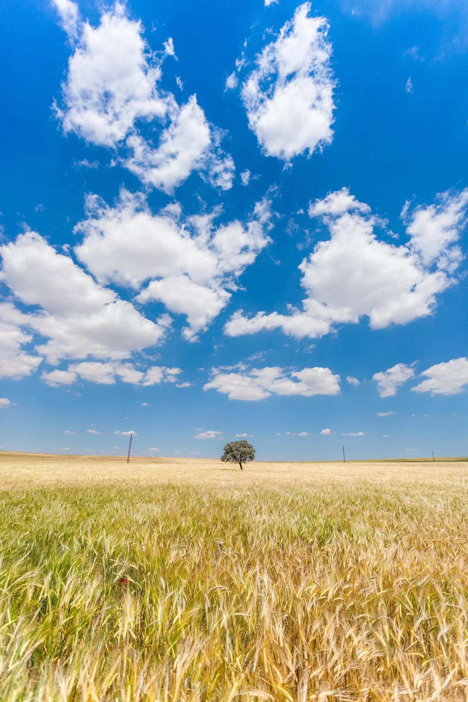 The Atlas will allow you to identify each type of cloud and other meteorological phenomena such as rainbows.