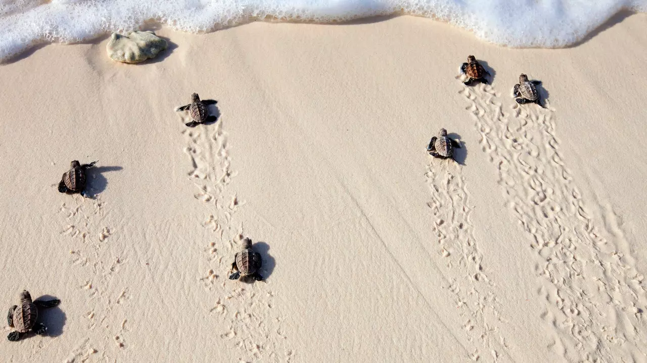 Les tortugues carey posen en solitari a les platges desertes del Brasil