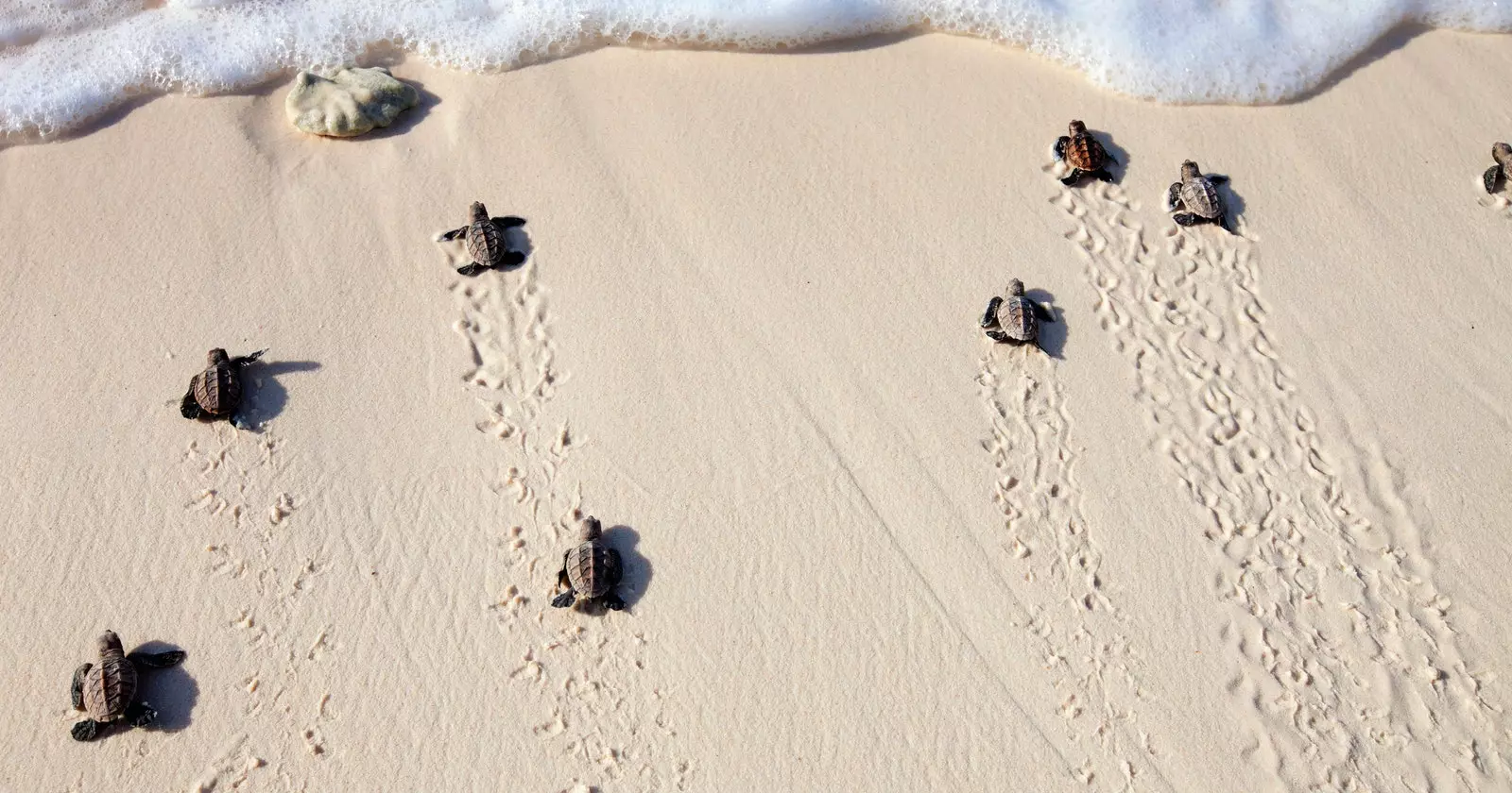 A hawksbill teknősök kísérő nélkül születnek Brazília strandjain.