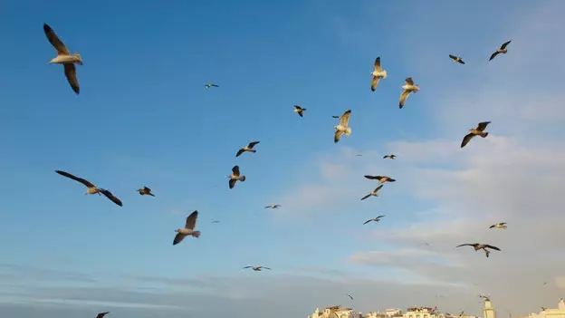 Essaouira, orașul vântului