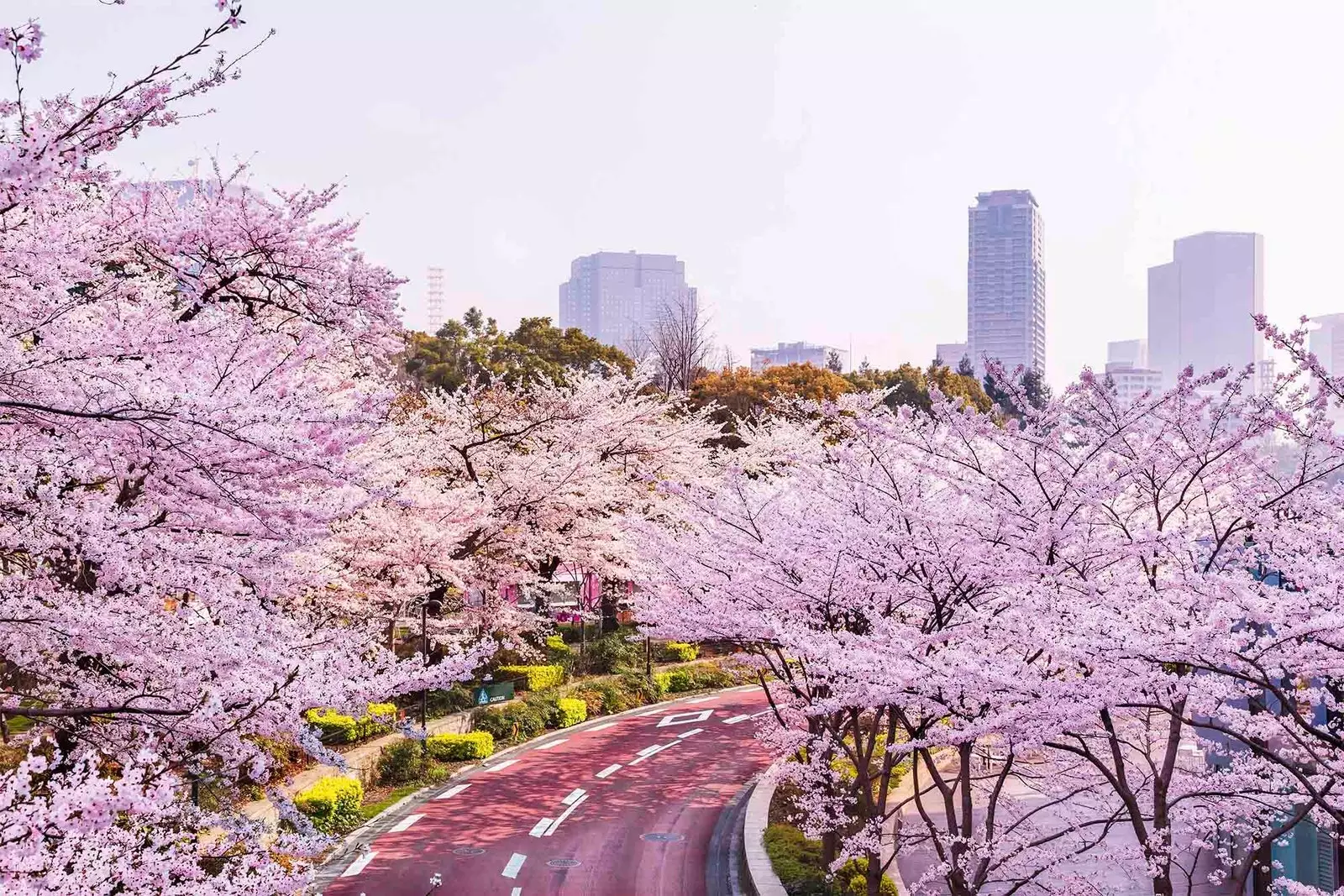 完璧な桜のトンネルをドライブすることを想像できますか?