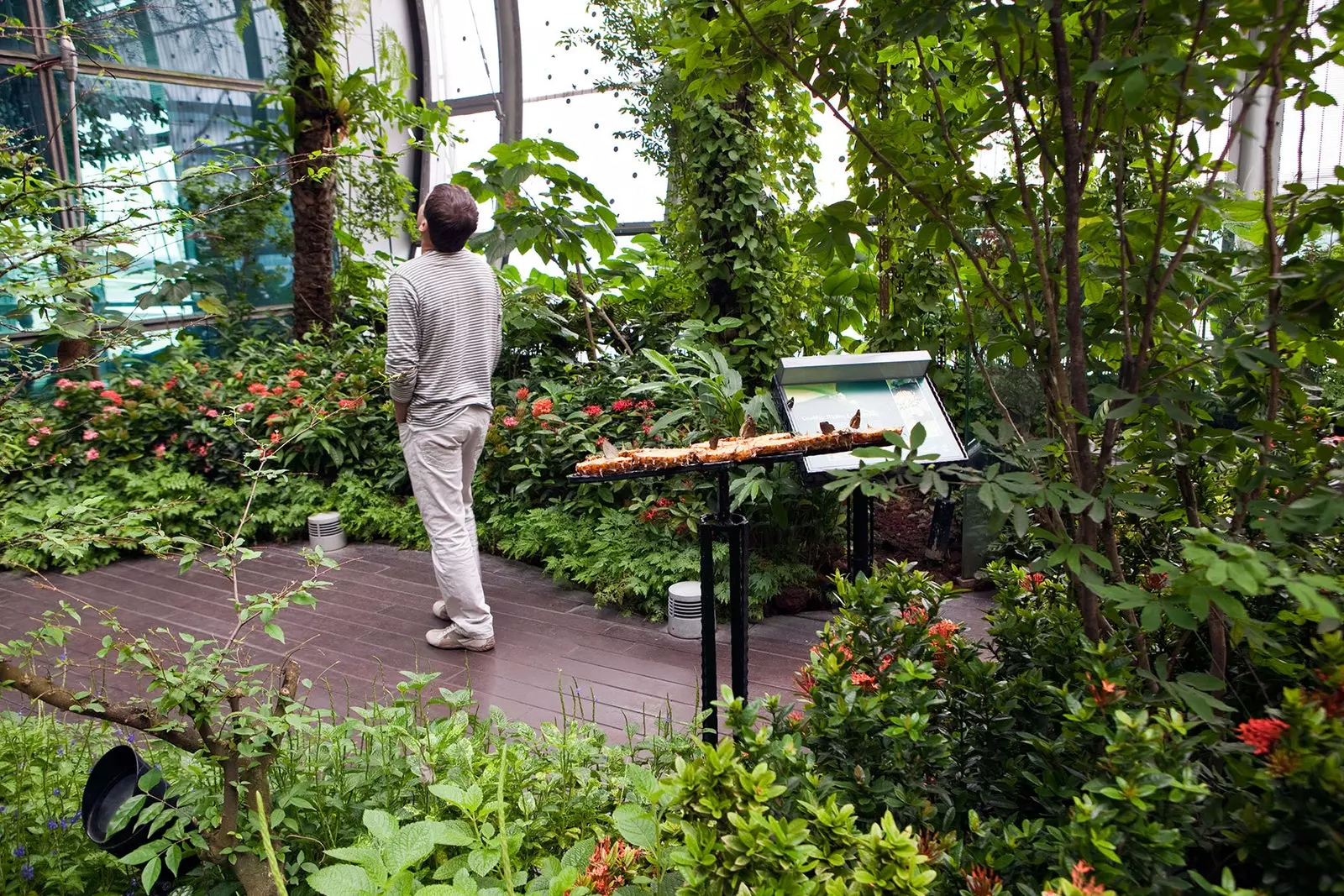 Schmetterlingsgarten am Flughafen Changi