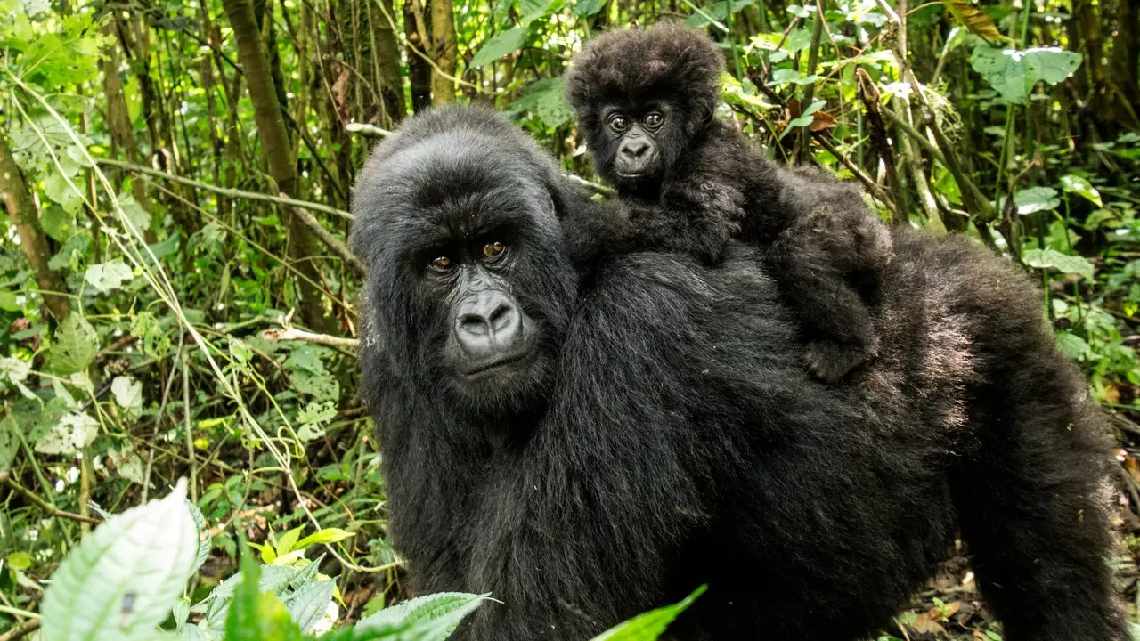 De ce a reactivat coronavirusul braconajul în Africa?