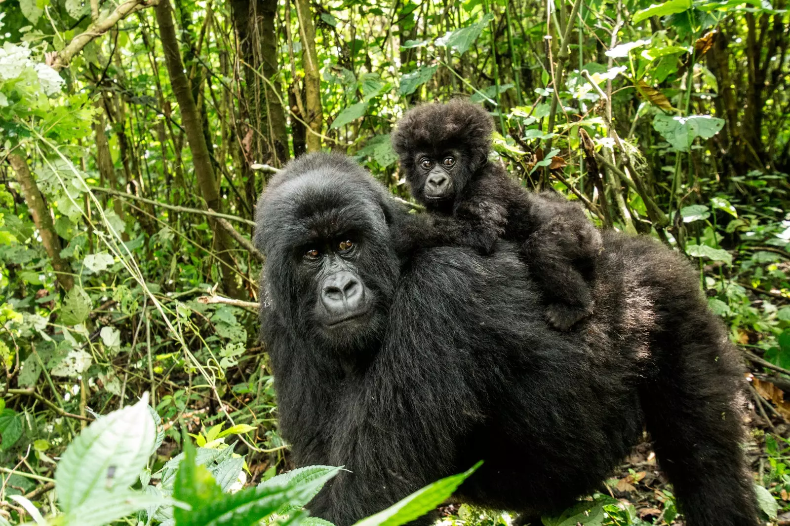 Virunga þjóðgarðurinn í DRC gæti verið í hættu aftur.