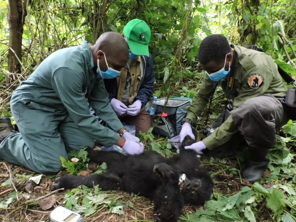 Theodore el beb goril·la al moment en què va ser trobat i atès pels guardes de Virunga.