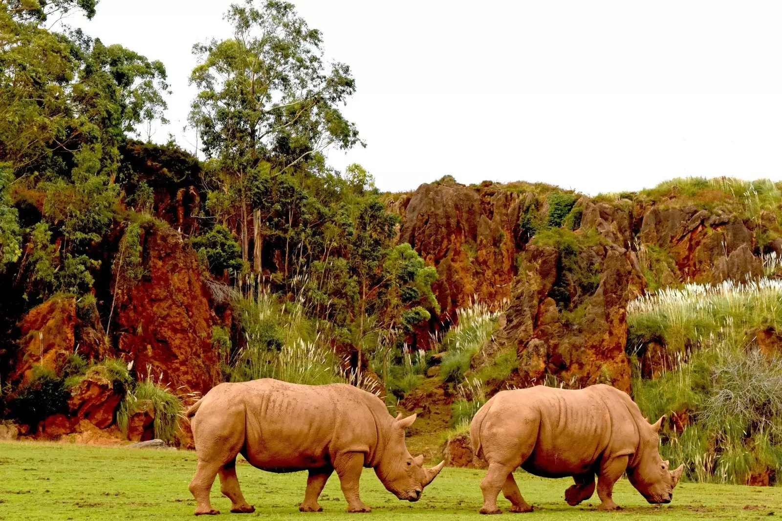 Les rhinocéros se rétablissent au Népal.