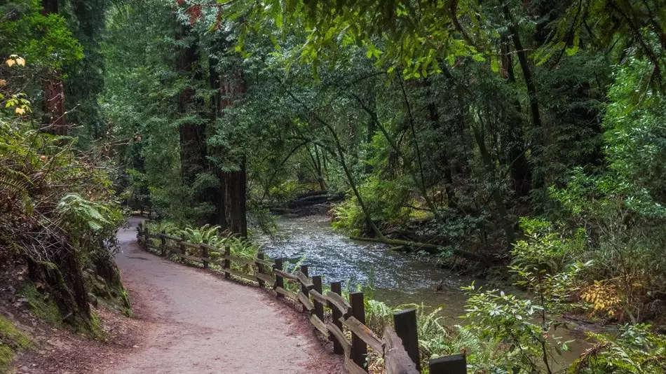 Muir Woods