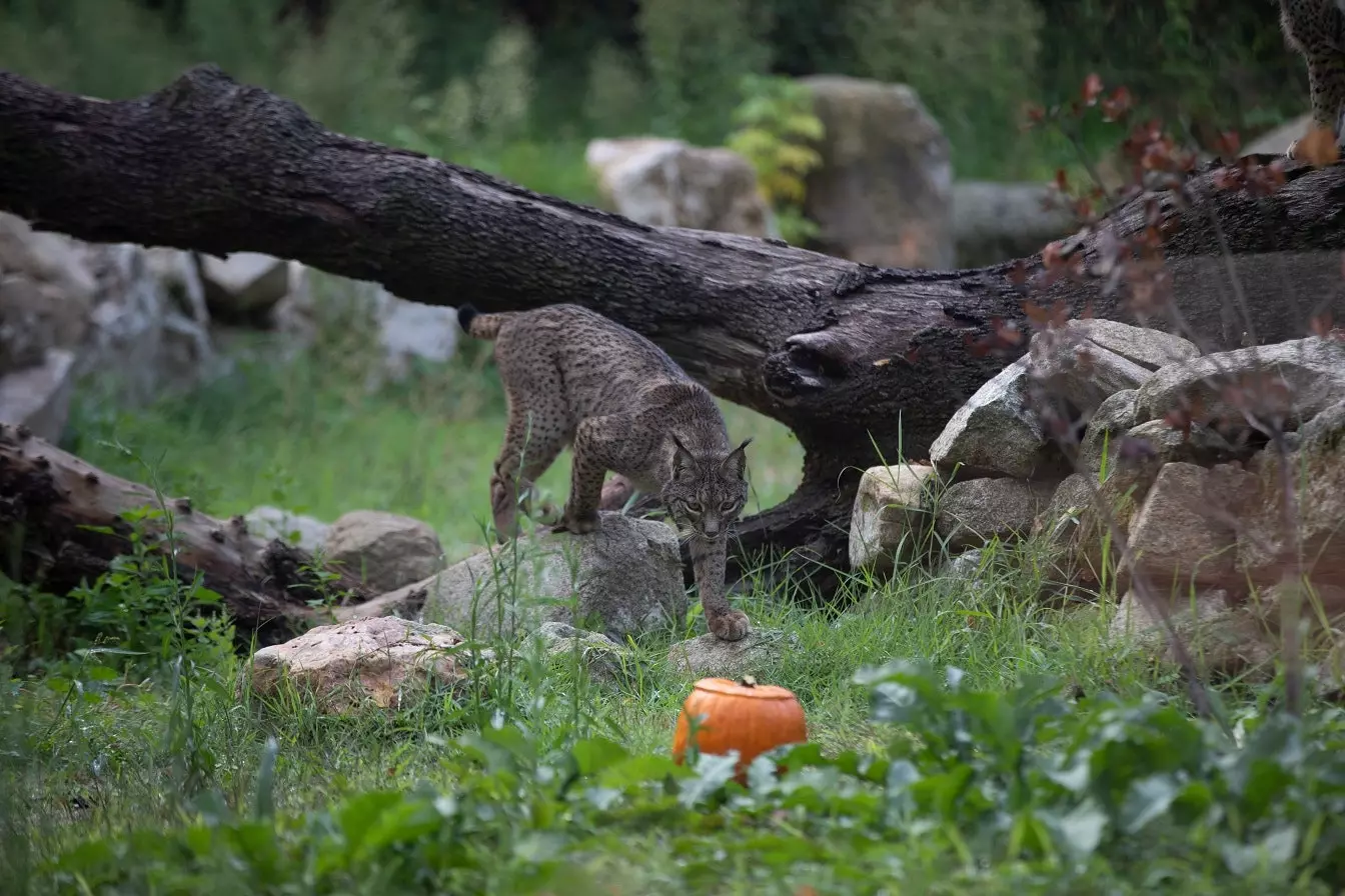 Halloween pentru a învăța cu animalele.