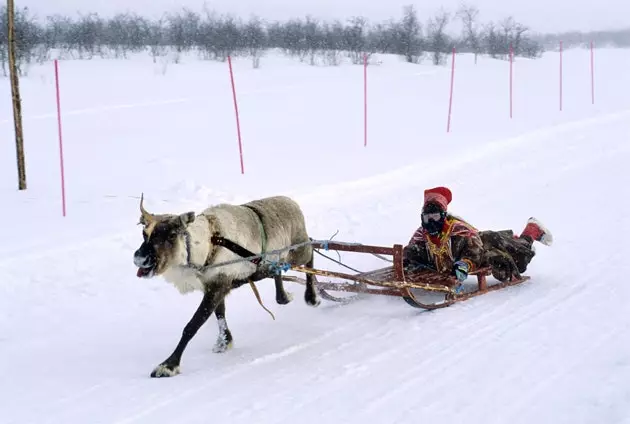 トナカイは典型的なサーミの動物です