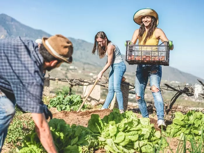 Gruppo di amici che lavorano in un orto