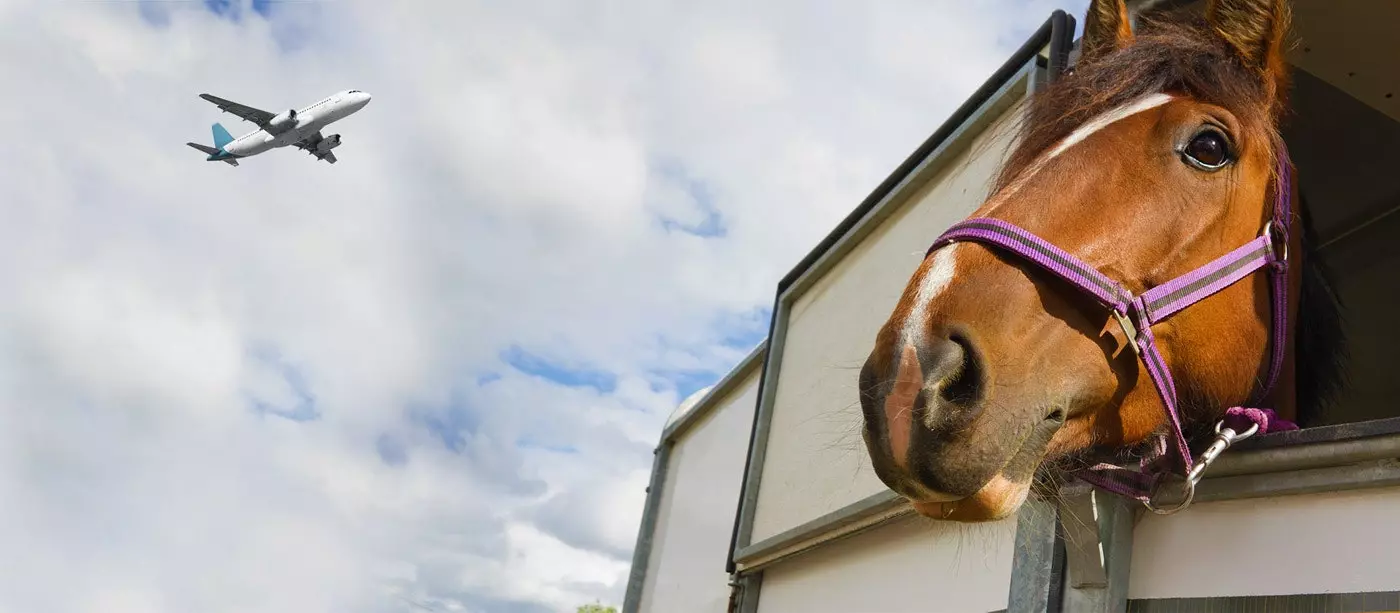 The VIP passenger horses