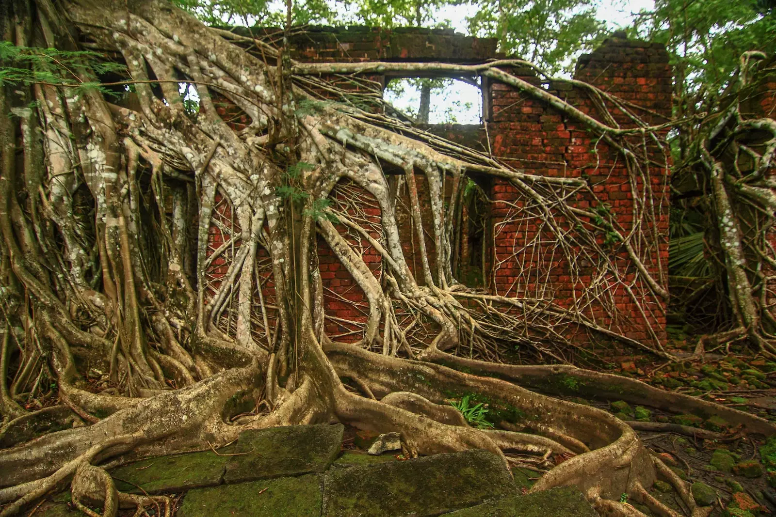 Nếu Ross Island có thể nói chuyện ...