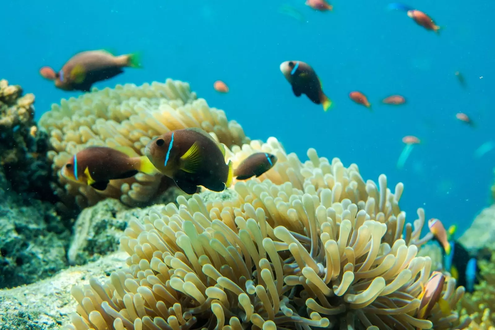 モルディブの環礁の海洋生物