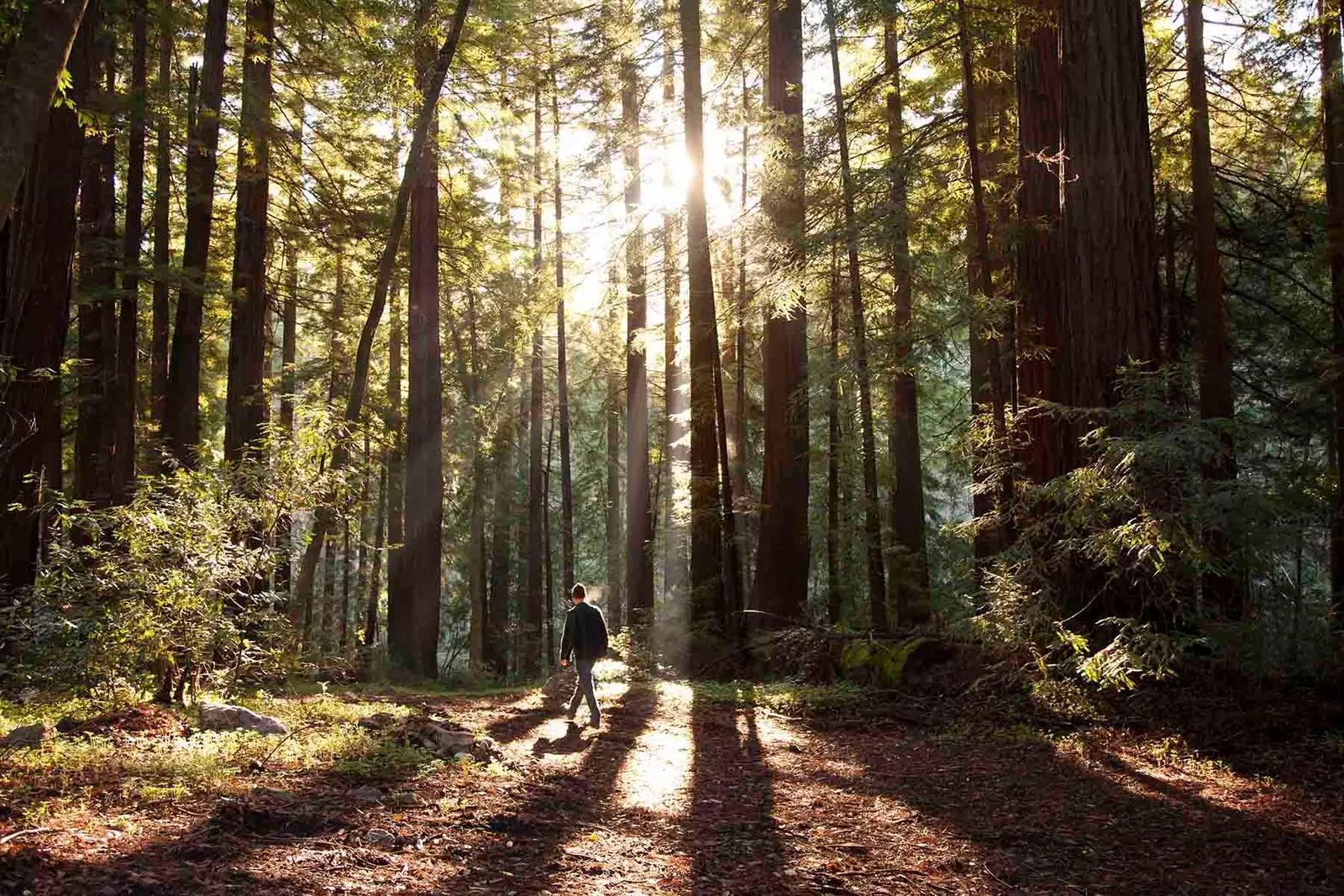 момче с гигантски секвои в Glen Oaks Big Sur