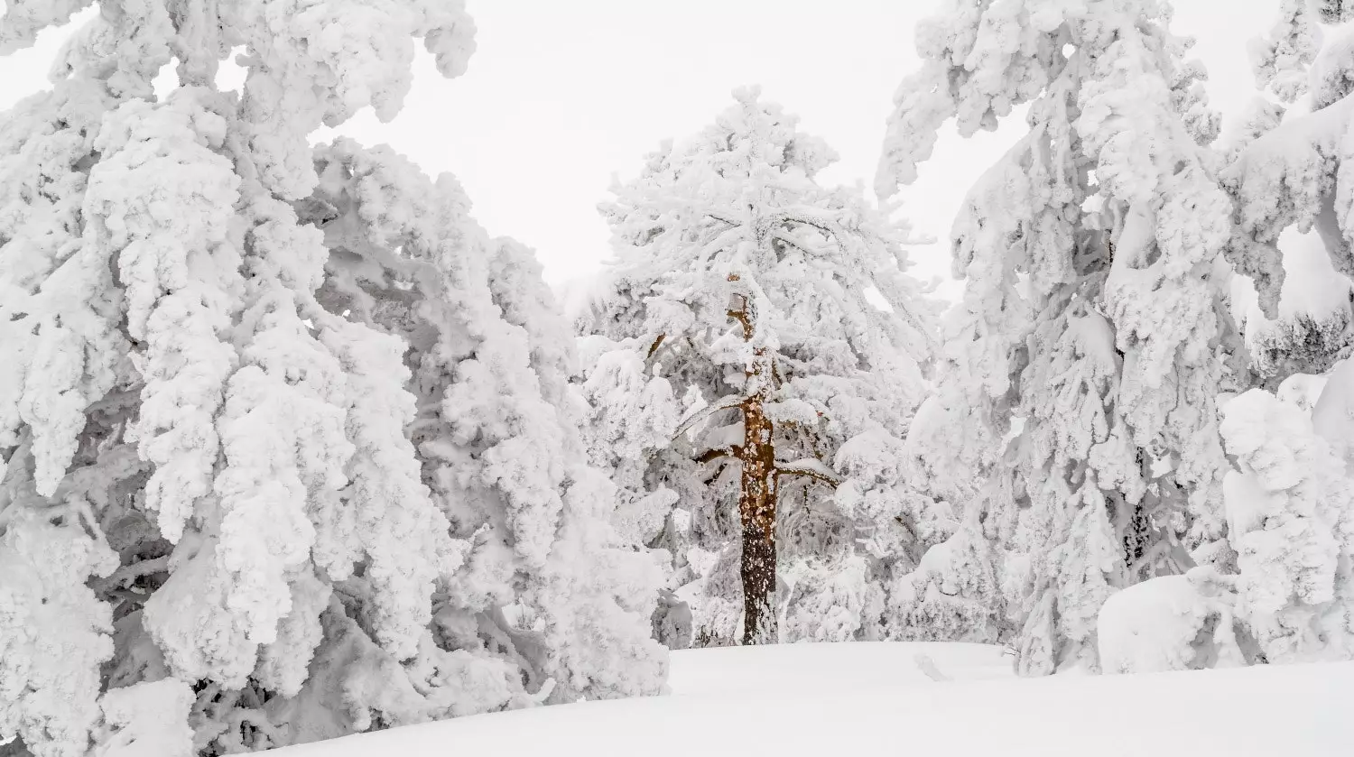 Scots pine. Valsain Pine Forests