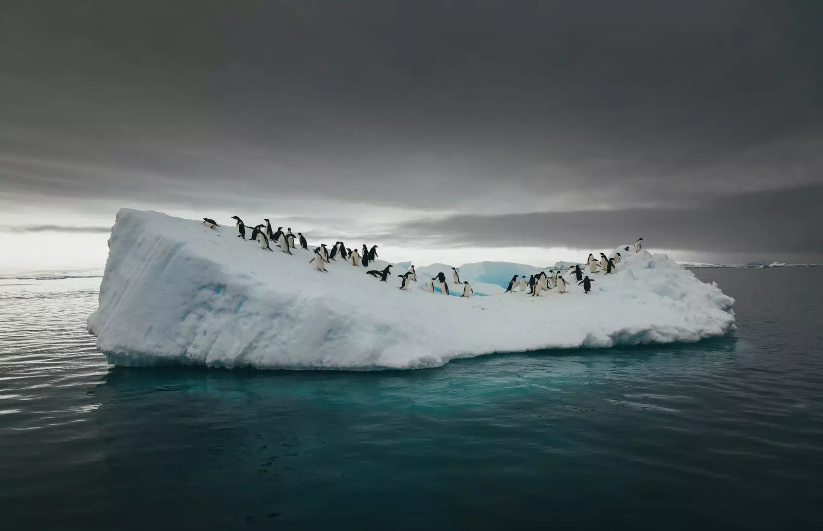 Pinguine op engem Äisbierg.