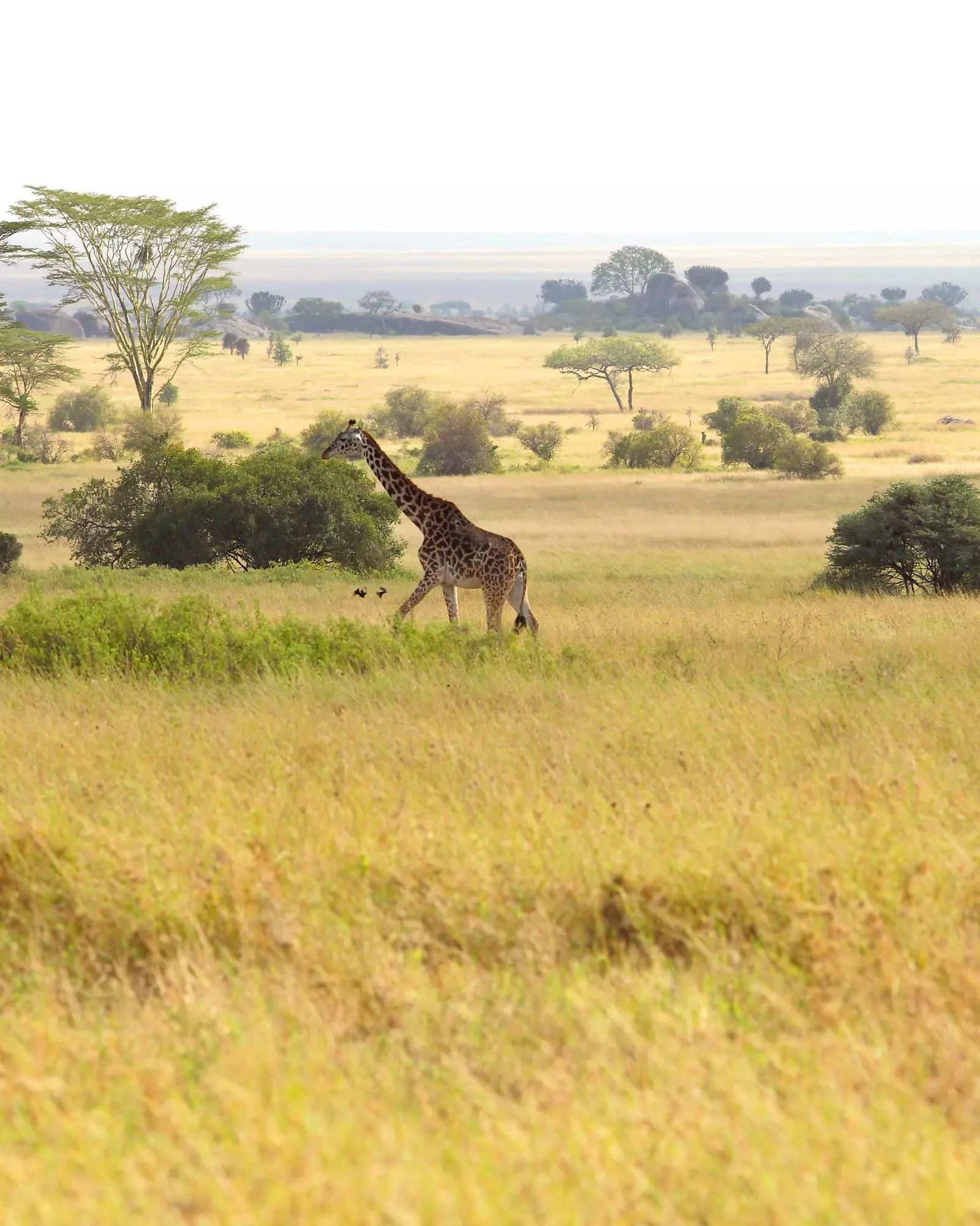 Gjirafat në Serengeti.