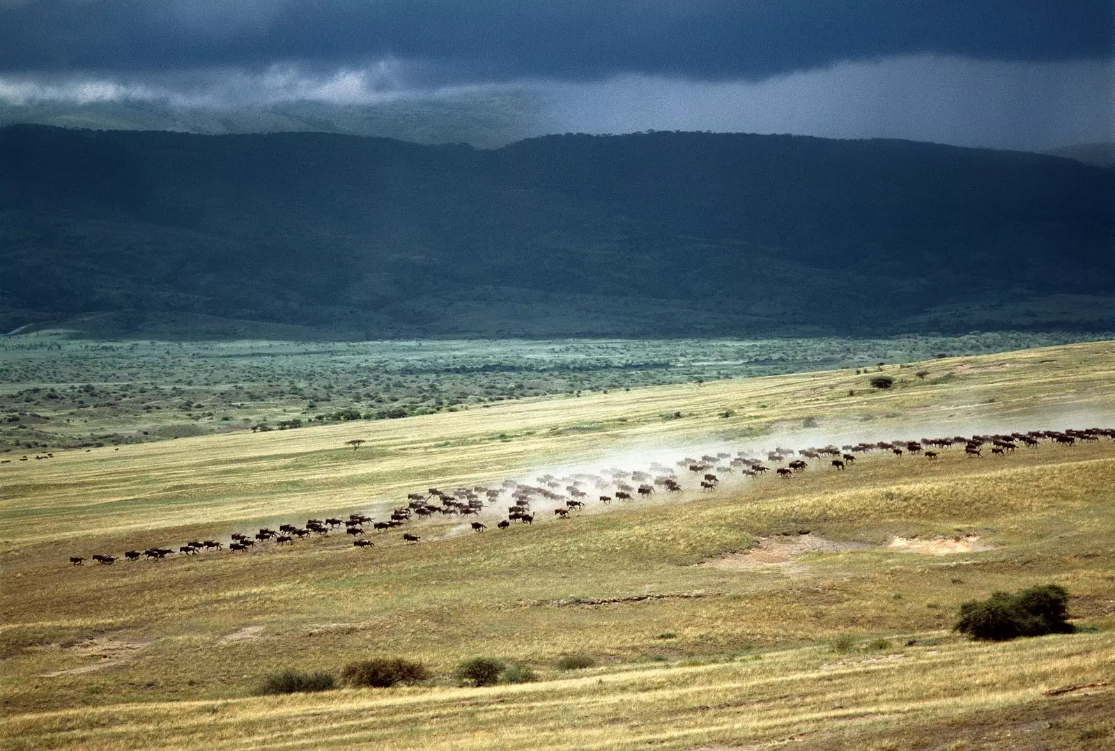 Wildebeest stormt in de vlaktes van Ngorongoro.