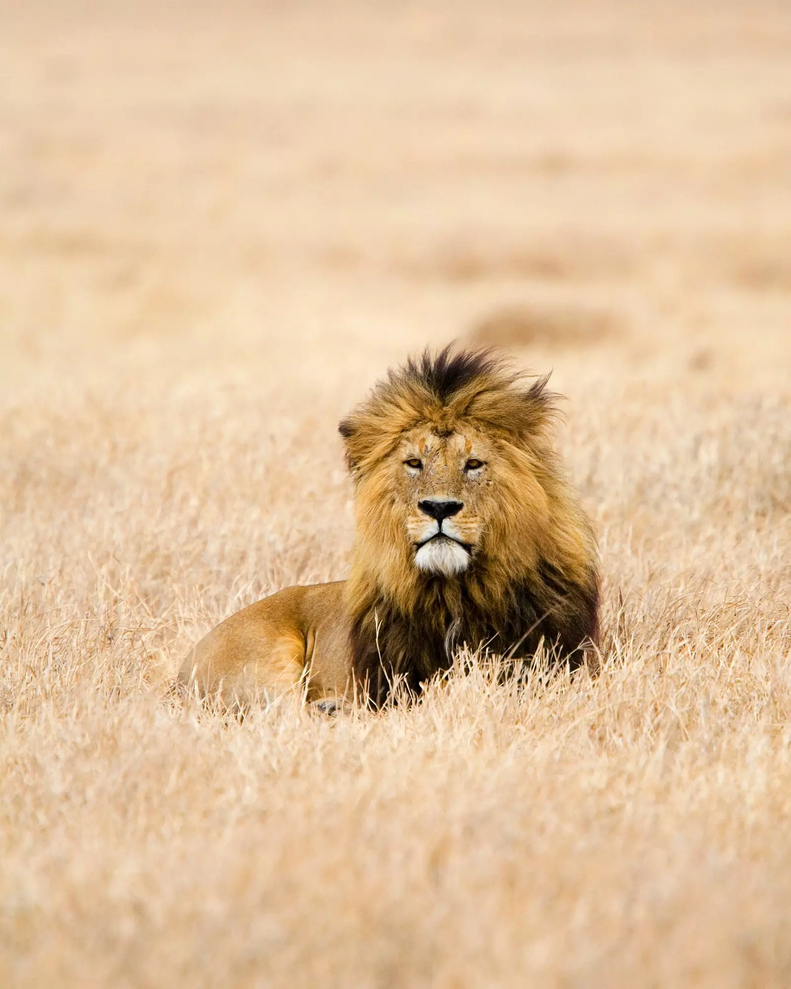 Një luan në Parkun Kombëtar Serengeti.