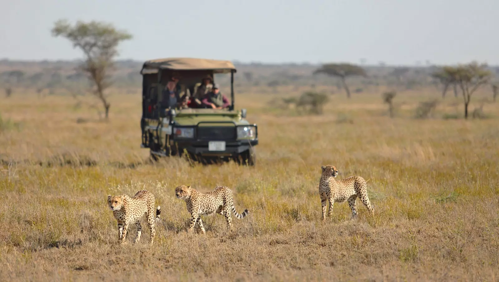 Pozorovanie geparda počas safari v Namiri Plains.