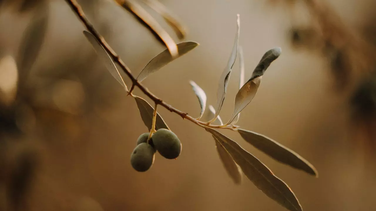 Alive olive groves, το έργο για τη διάσωση του ελαιώνα της Μεσογείου (και πώς να τον επισκεφτείτε)