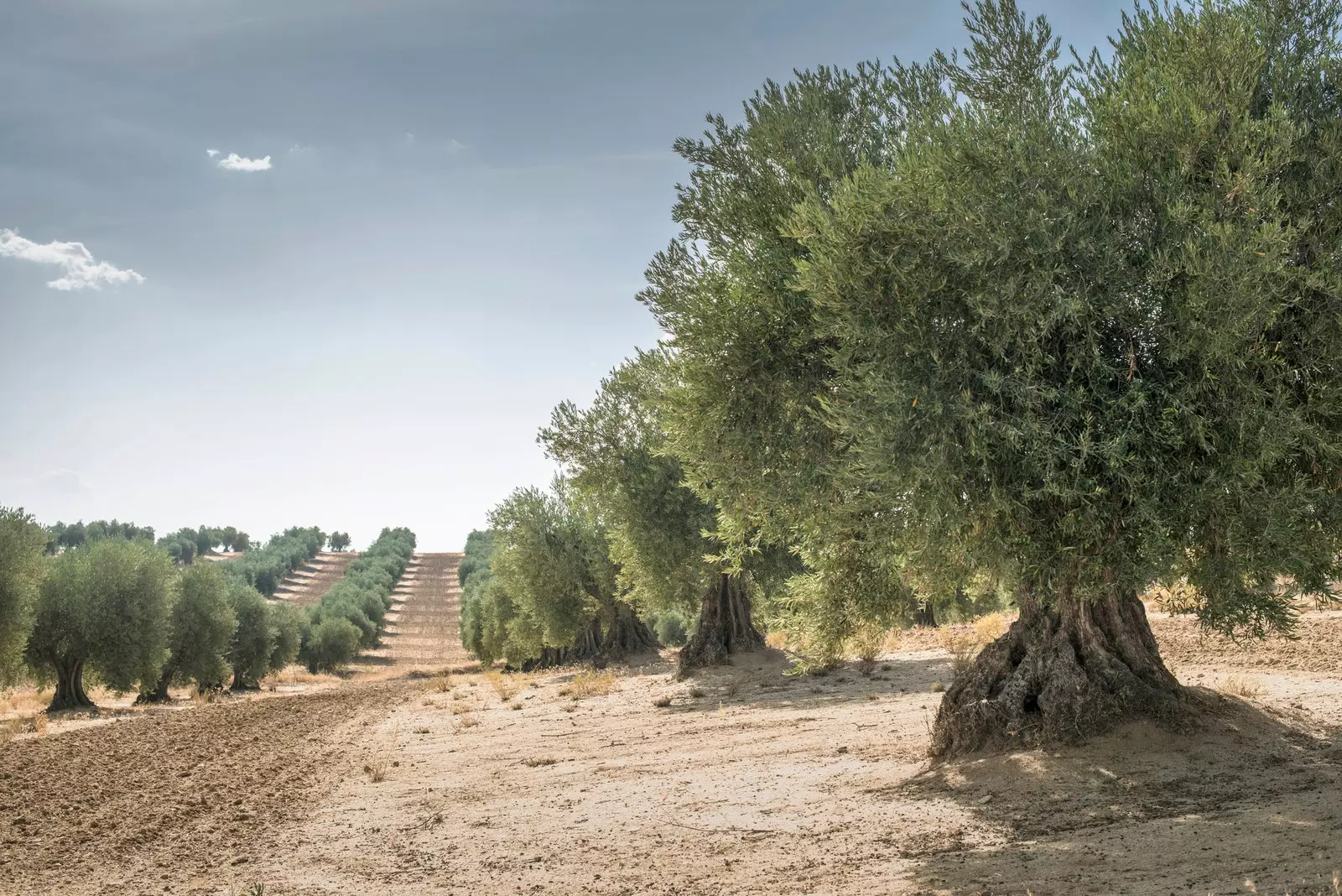 Olivebeem de Patrimoine vum Mëttelmier.