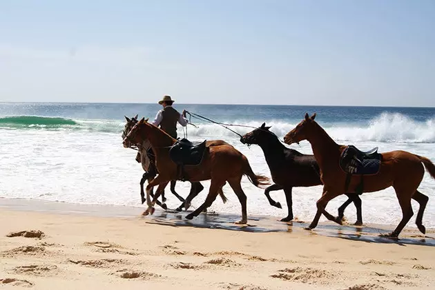 comporta-se fora de época