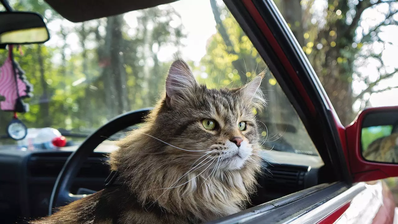 Bagaimana untuk melakukan perjalanan dengan anak kucing anda (atau bagaimana untuk meninggalkannya di rumah tanpa trauma)