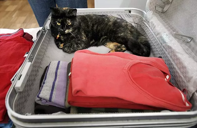 Oddly enough, cats should not go in the suitcase but in an approved carrier