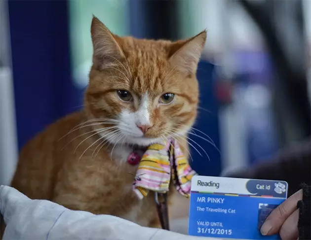 The traveling cat has his own bus pass in Reading!