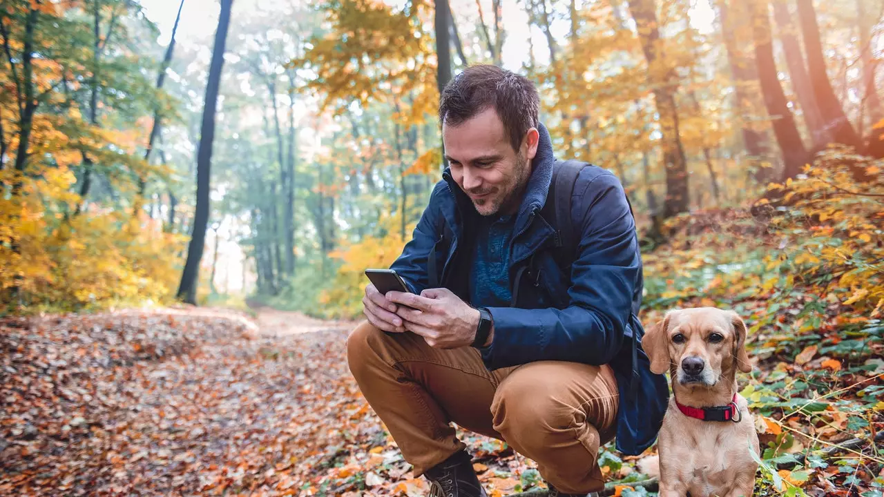 Desfrutando com seu amigo mais fiel: os melhores aplicativos para viajar com seu animal de estimação