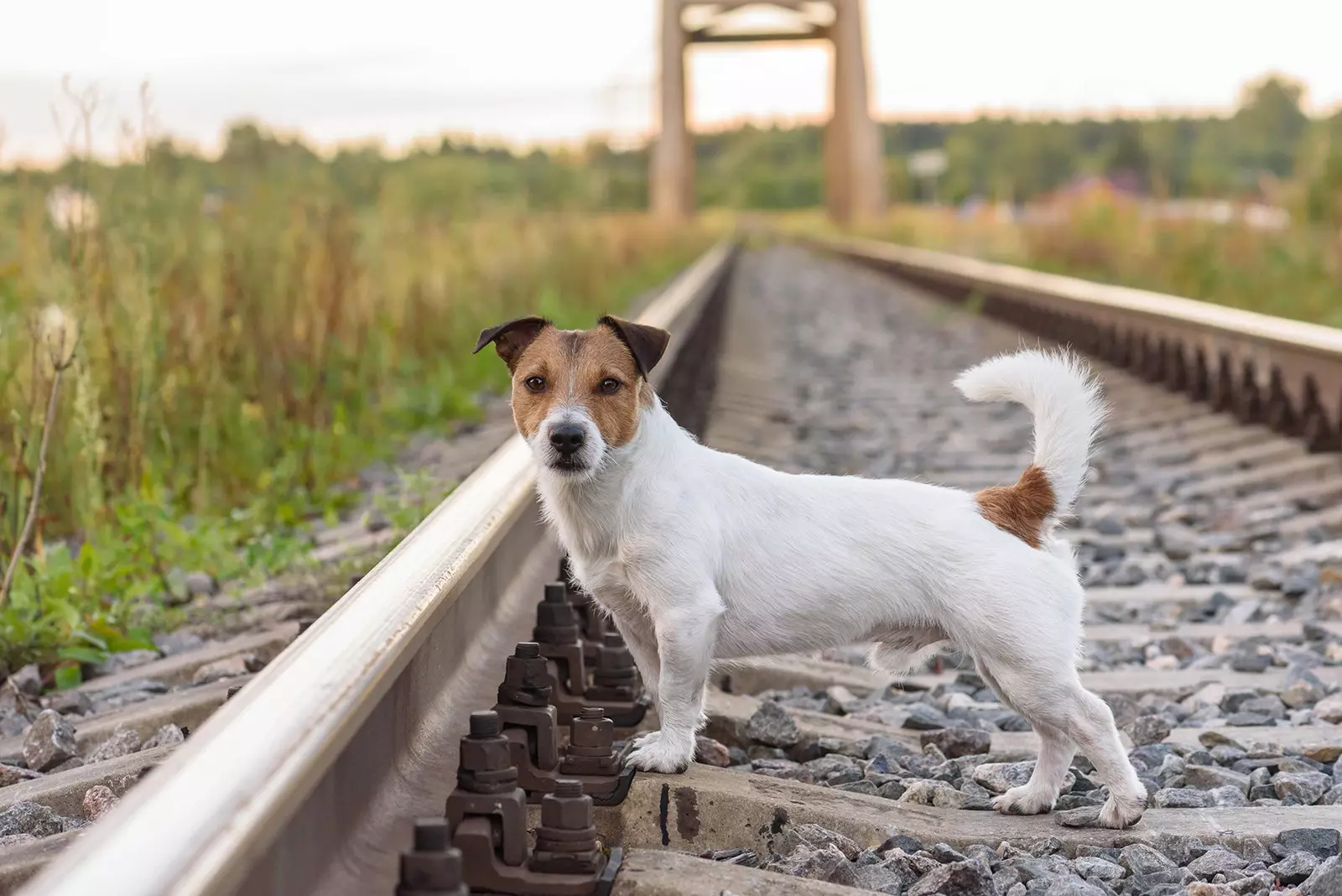 Goditi con il tuo amico più fedele le migliori applicazioni per viaggiare con il tuo animale domestico