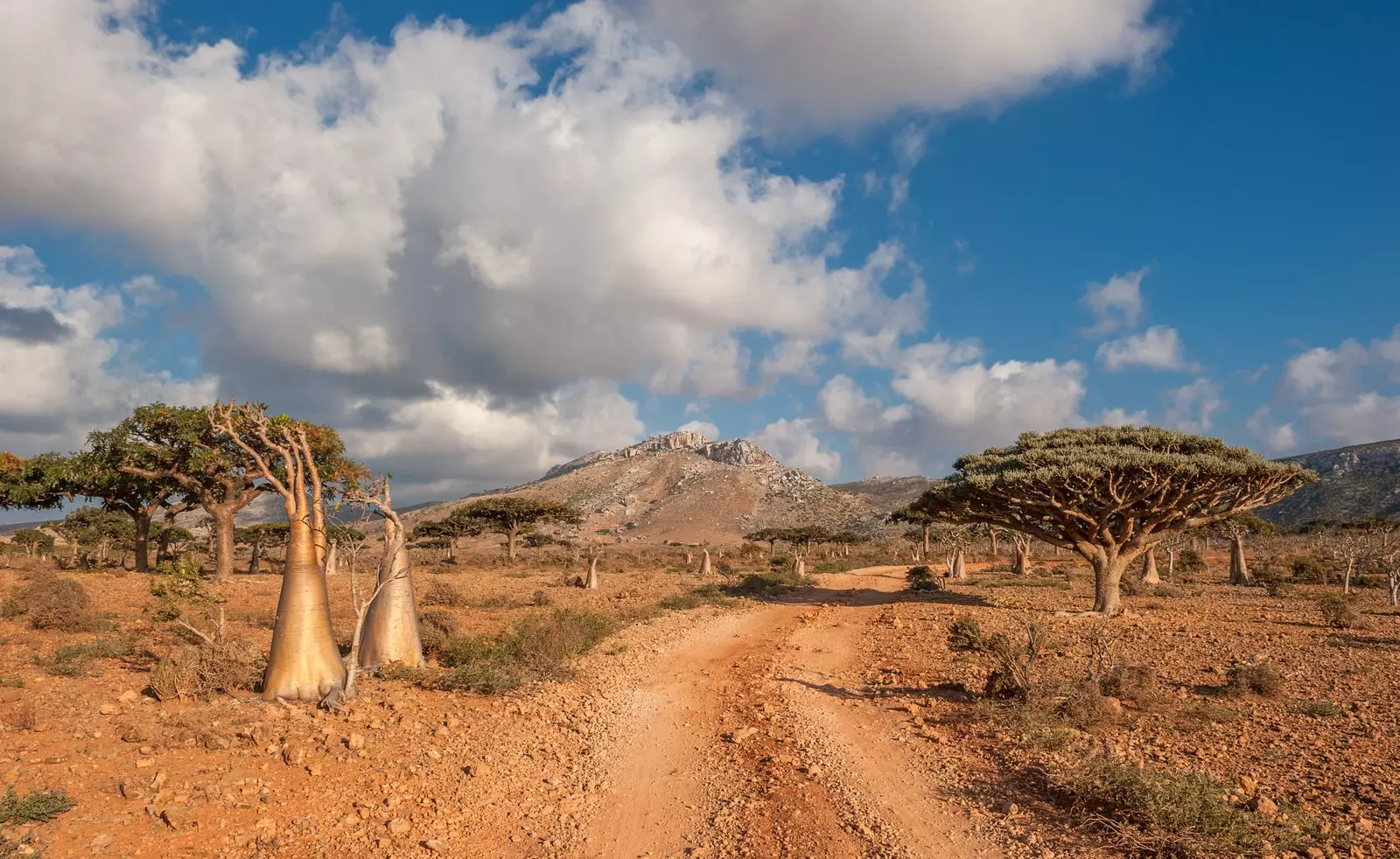 Đảo Socotra.