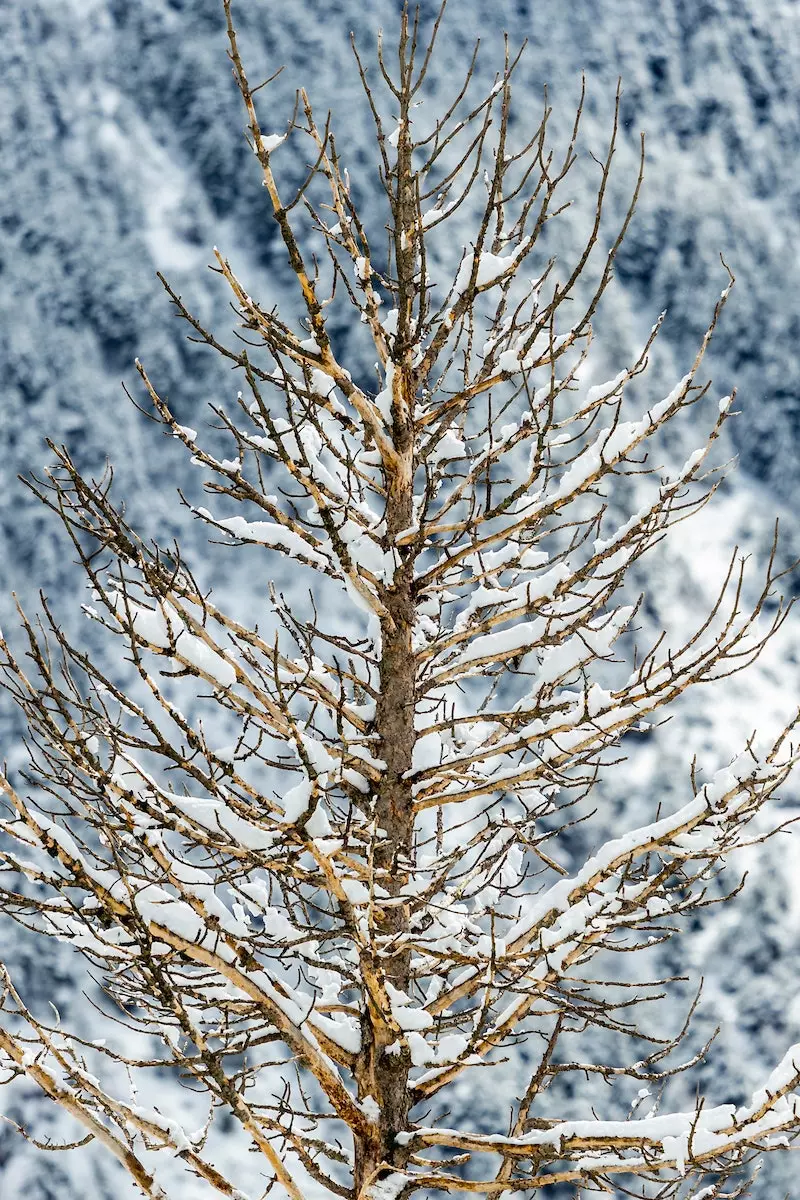 The Andorran snow a fairytale setting