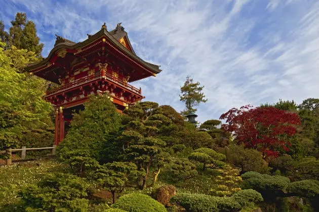 Thé du jardin japonais