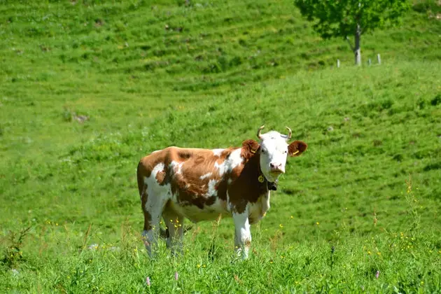 Après l'Inde, la Suisse est le pays qui aime le plus les vaches au monde.