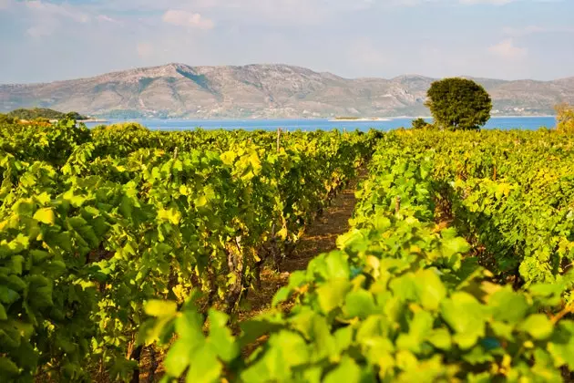 Korcula adasındaki üzüm bağları