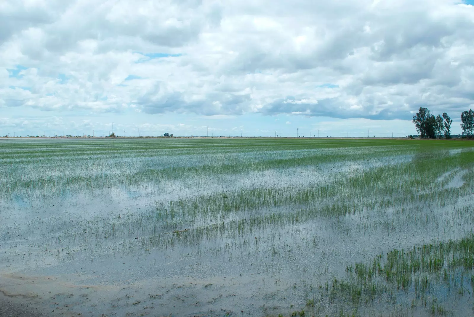 Coria del Río ehk Sevilla samuri traditsioon