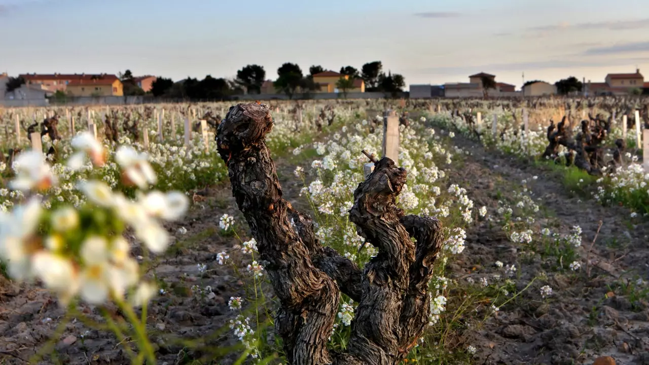 Provence (Parti II): ta' nbejjed ta' Châteauneuf-du-Pape