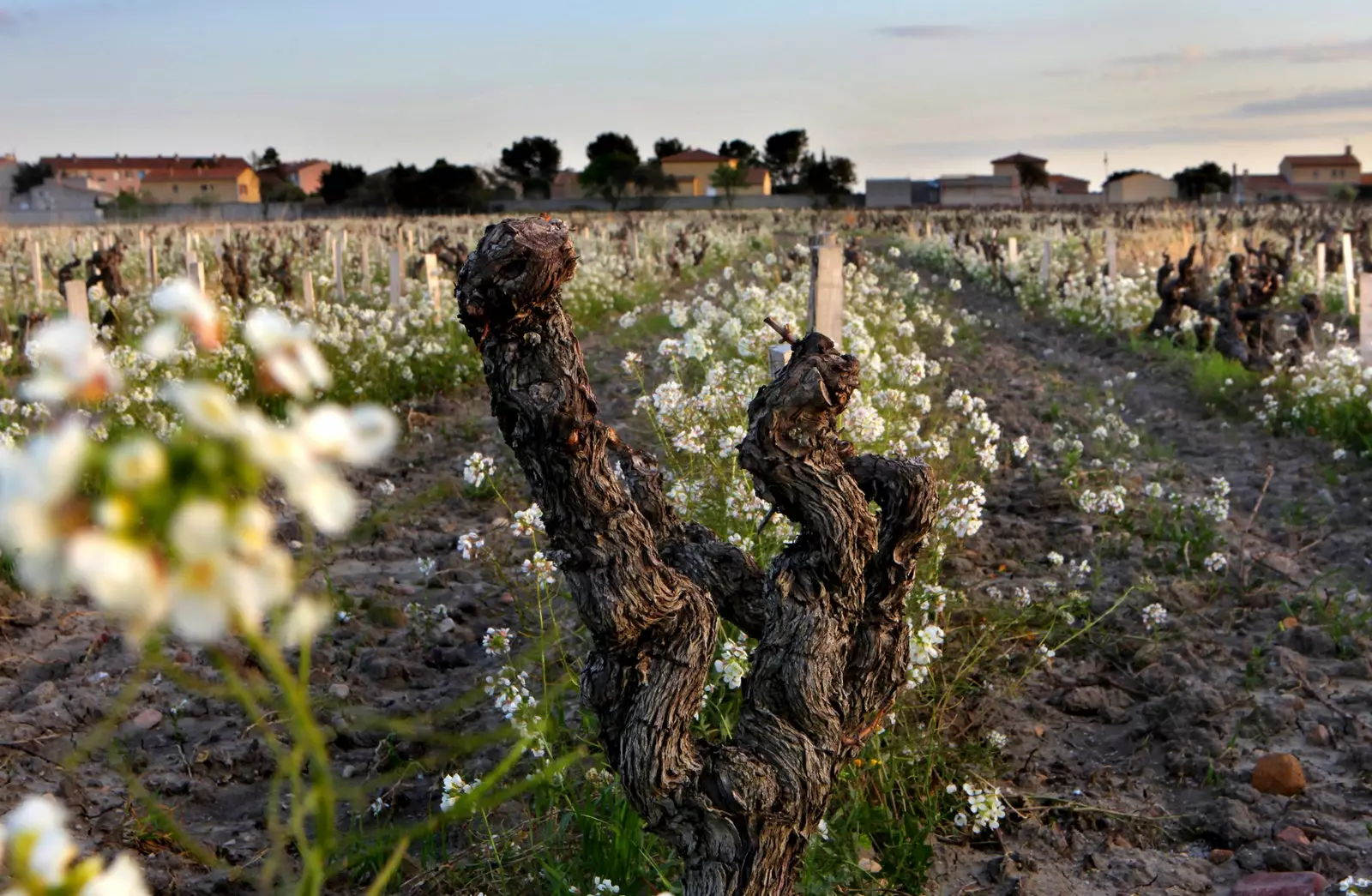 In het voorjaar zijn de wijngaarden van de Provence begroeid met wilde bloemen.