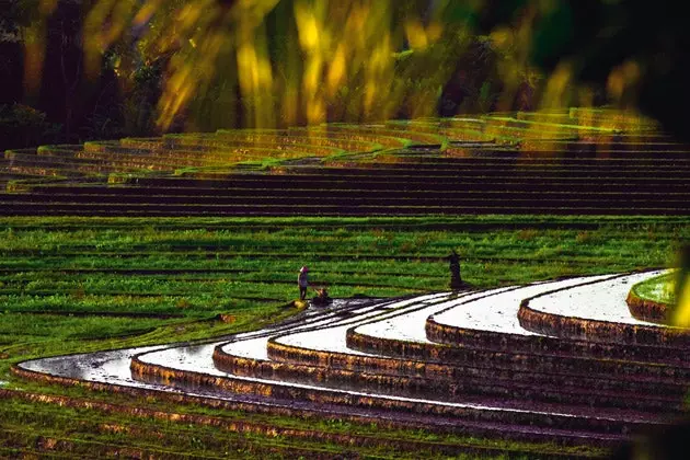 Os famosos campos de arroz de Ubud