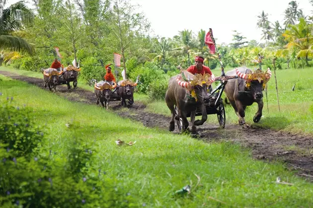 Racë tipike balinese e demave