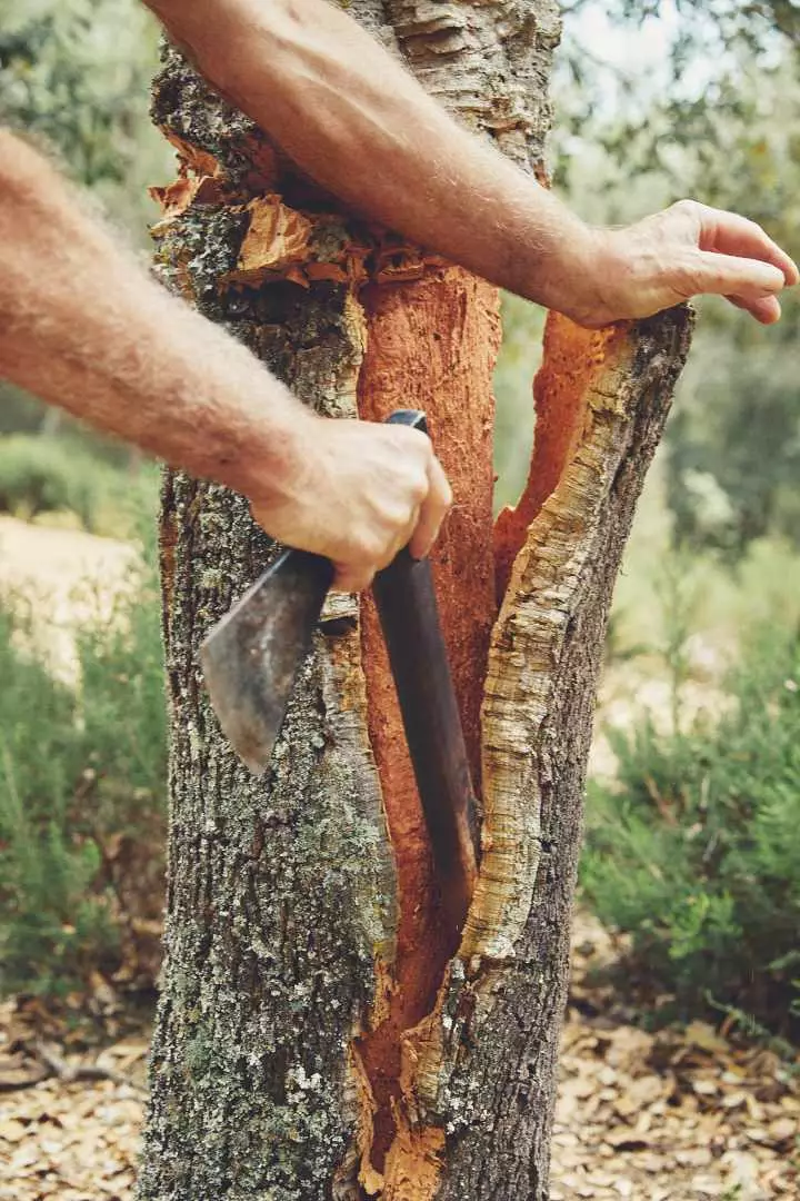 muda wa peeling ya cork katika Empordà.