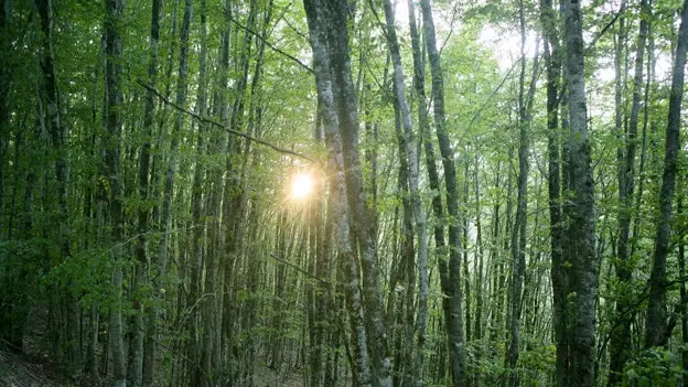 What is hidden among the green of the Irati Forest?