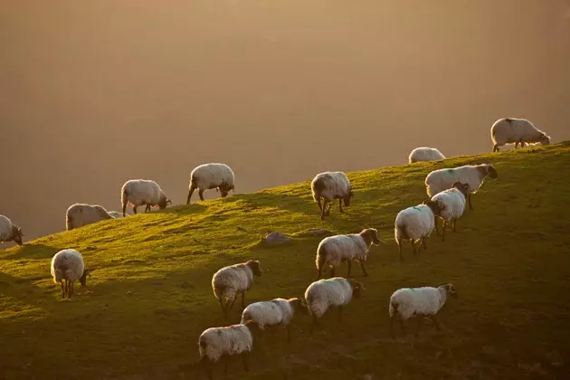 Kambing biri-biri dari ladang sekitar Irati